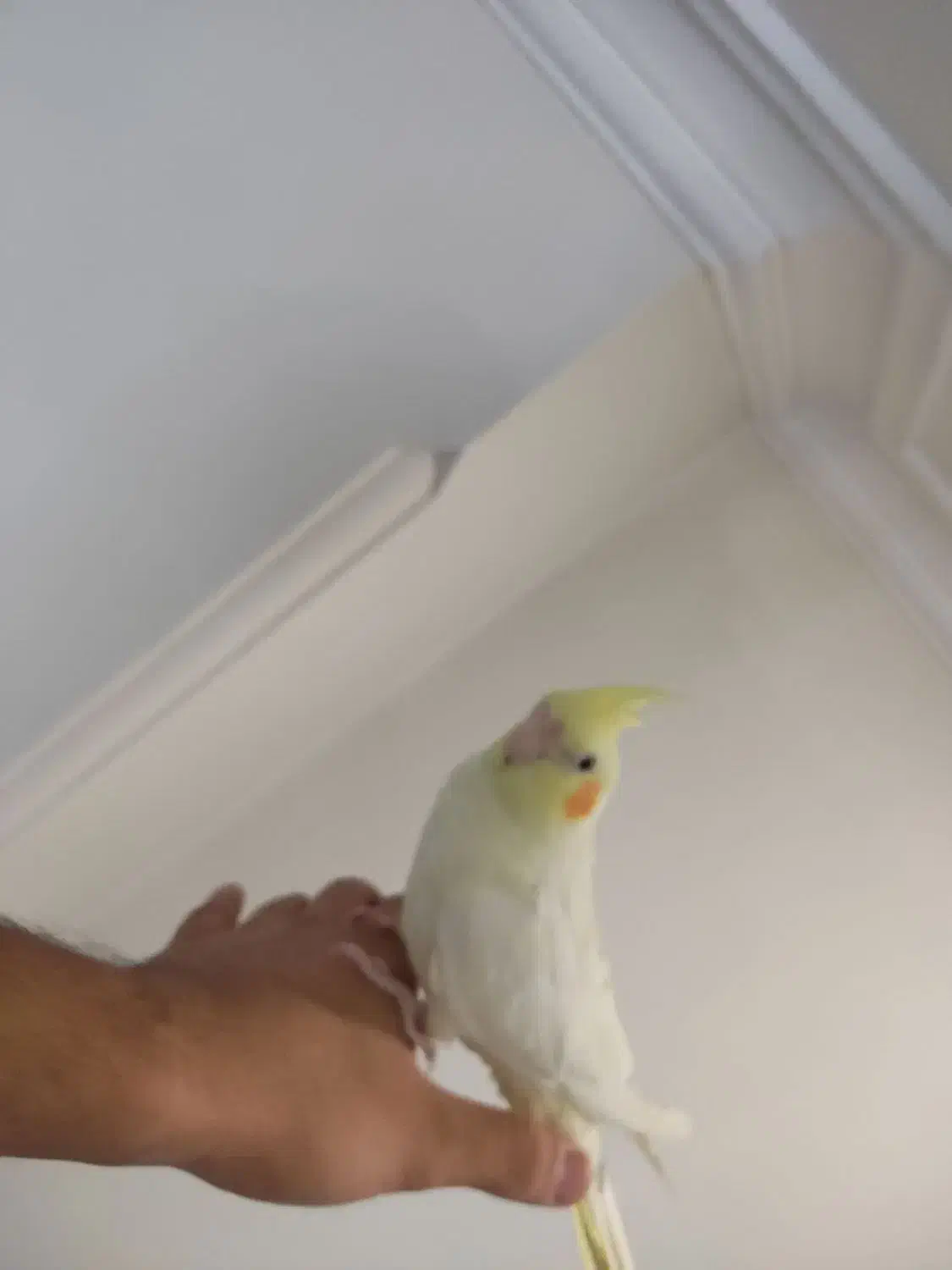 عروس هلندی رام و سخنگو|پرنده|تهران, باشگاه نفت|دیوار