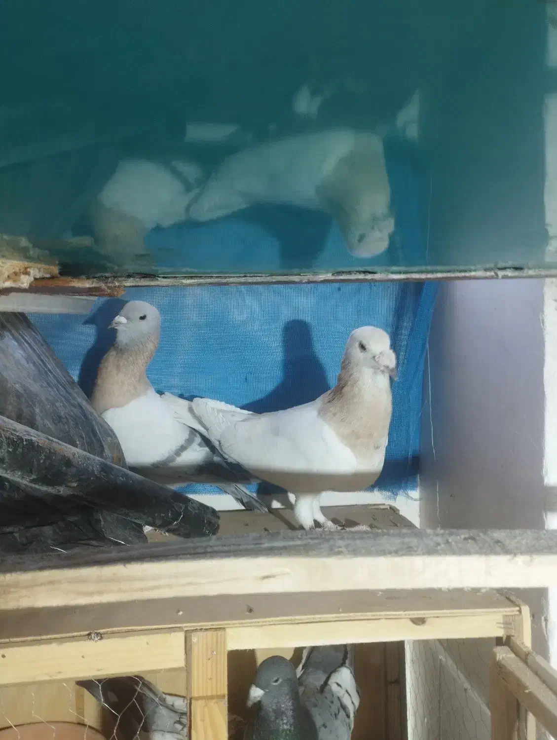 یک جفت کفتر ر یحان|پرنده|ری, شهرک نظامی|دیوار