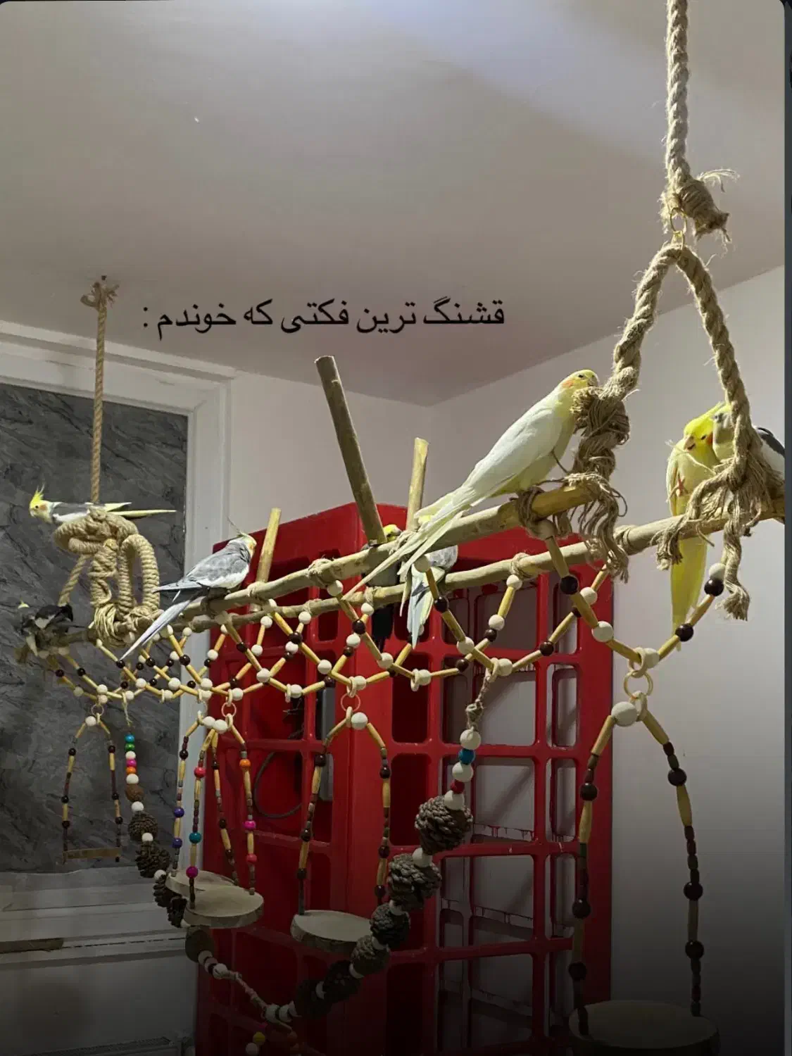 تاب معلق پرندگان|لوازم جانبی حیوانات|بندرعباس, |دیوار