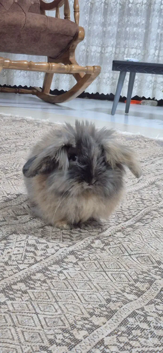 خرگوش|موش و خرگوش|بوکان, |دیوار