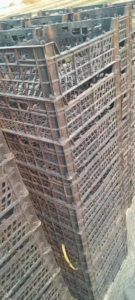 فروش سبد میوه|عمده‌فروشی|جیرفت, |دیوار