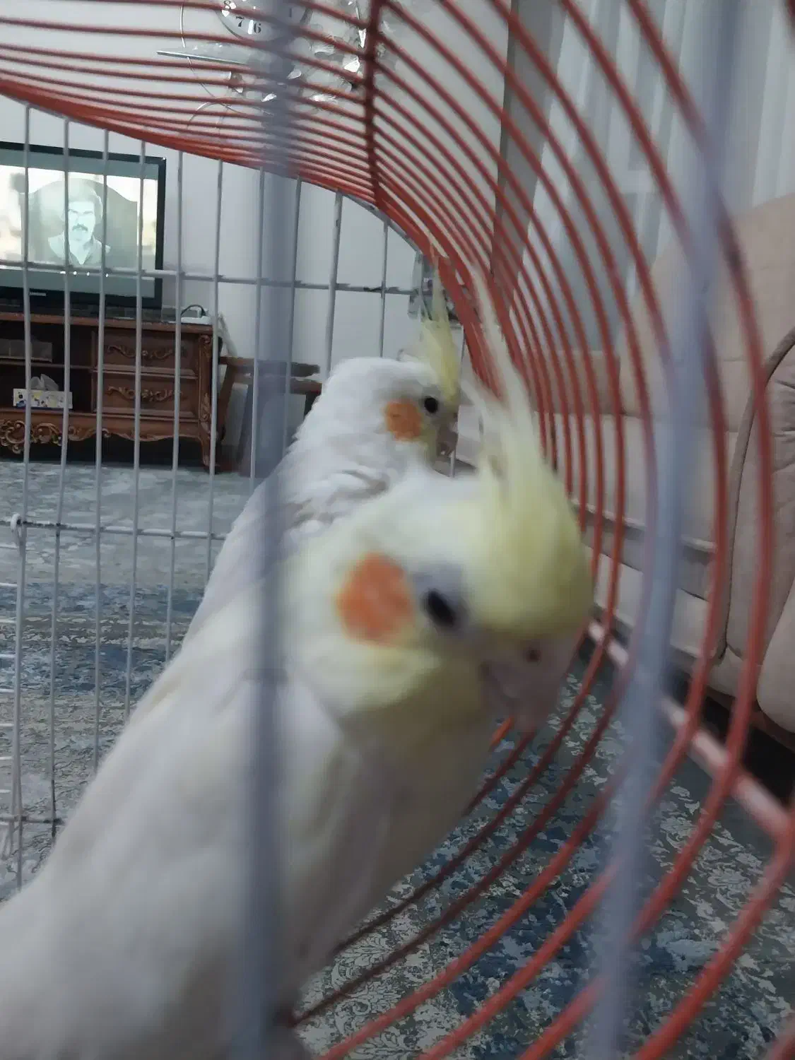 جفت عروس هلندی لوتینو تخم گذار|پرنده|تربت جام, تیپ ۳۸ زرهی تربت جام|دیوار