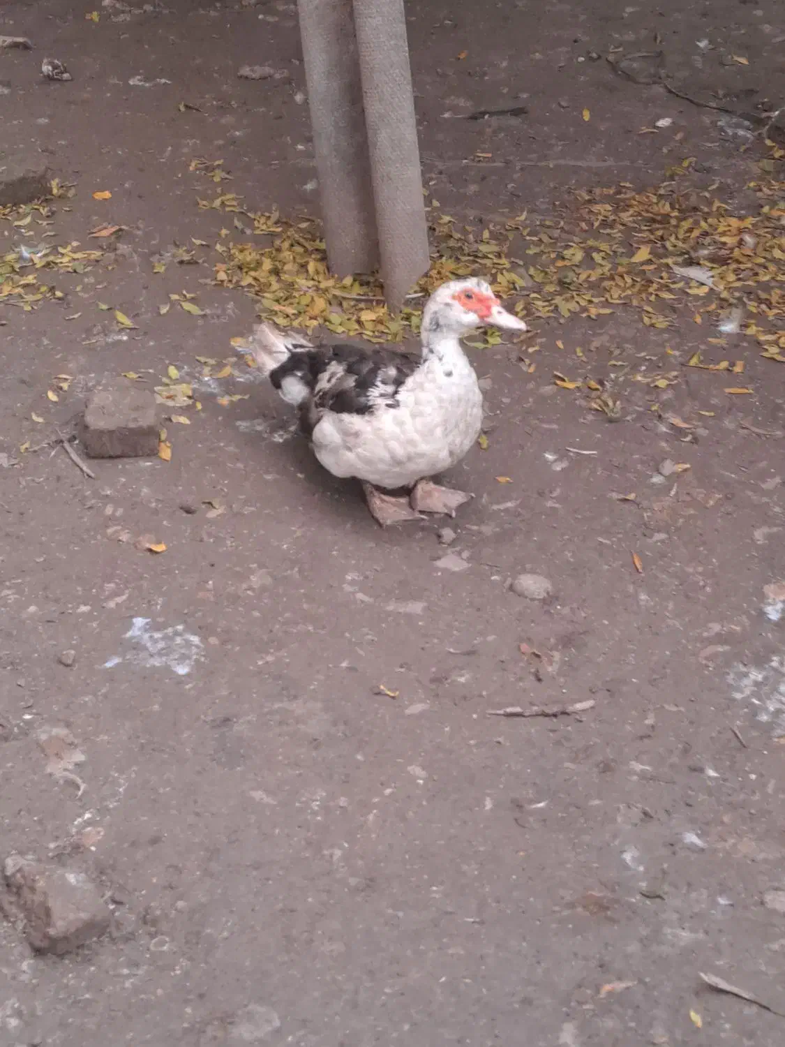 اردک بوقلمون|حیوانات مزرعه|قائم‌شهر, |دیوار