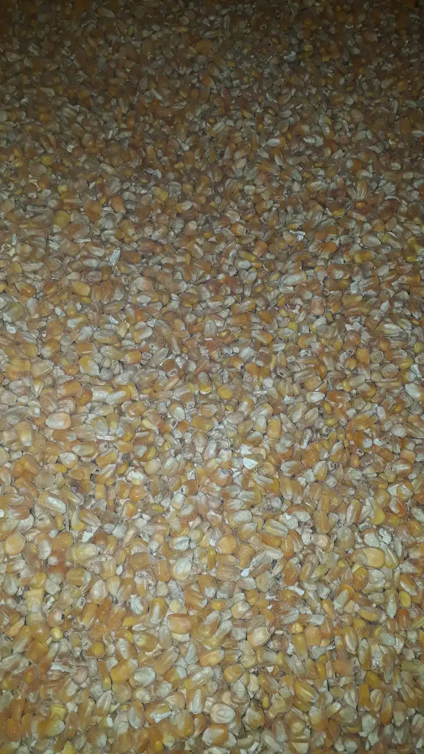 ذرت|لوازم جانبی حیوانات|مهران (ایلام), |دیوار