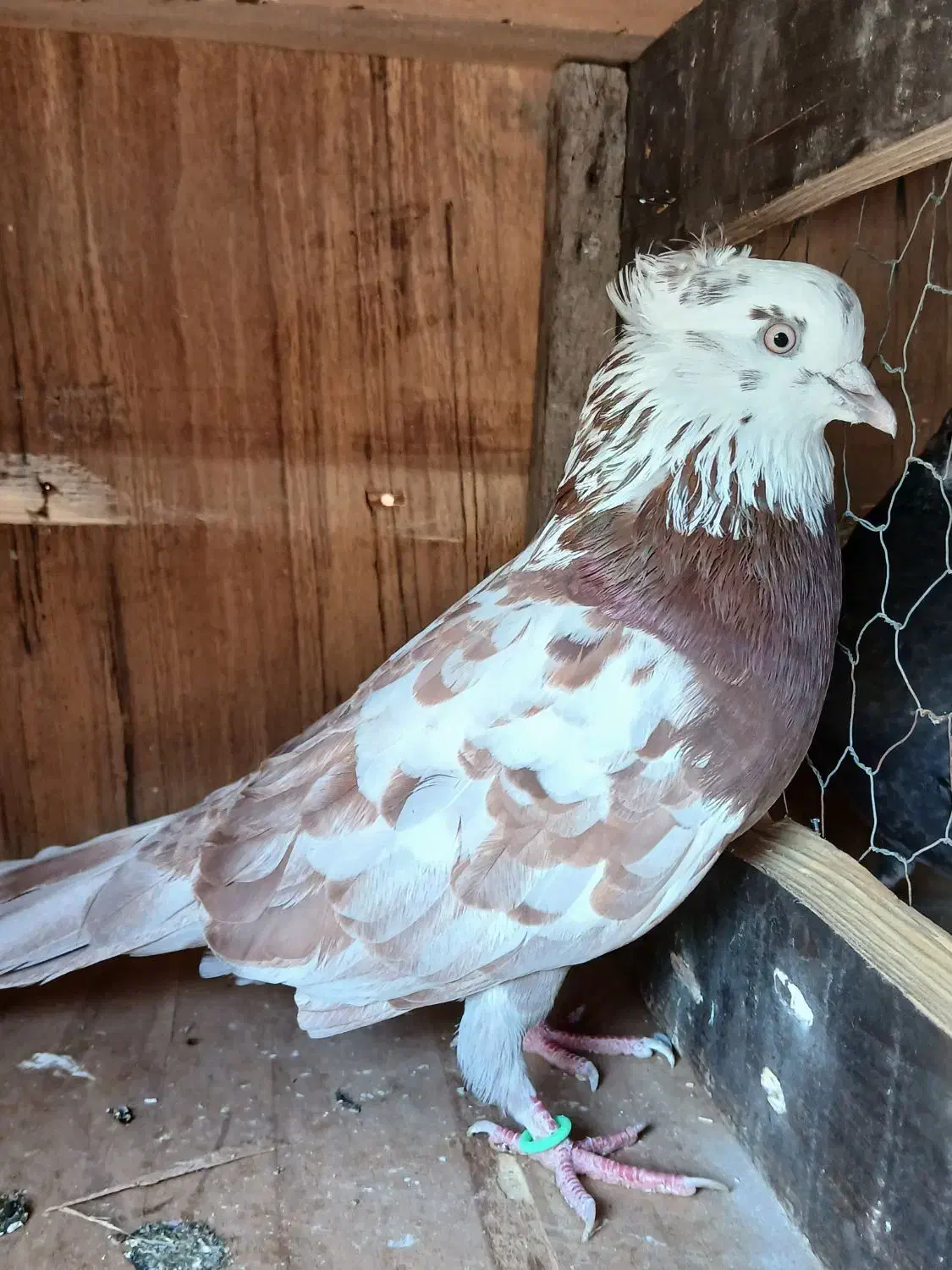 کبوتر نر|پرنده|شفت, |دیوار