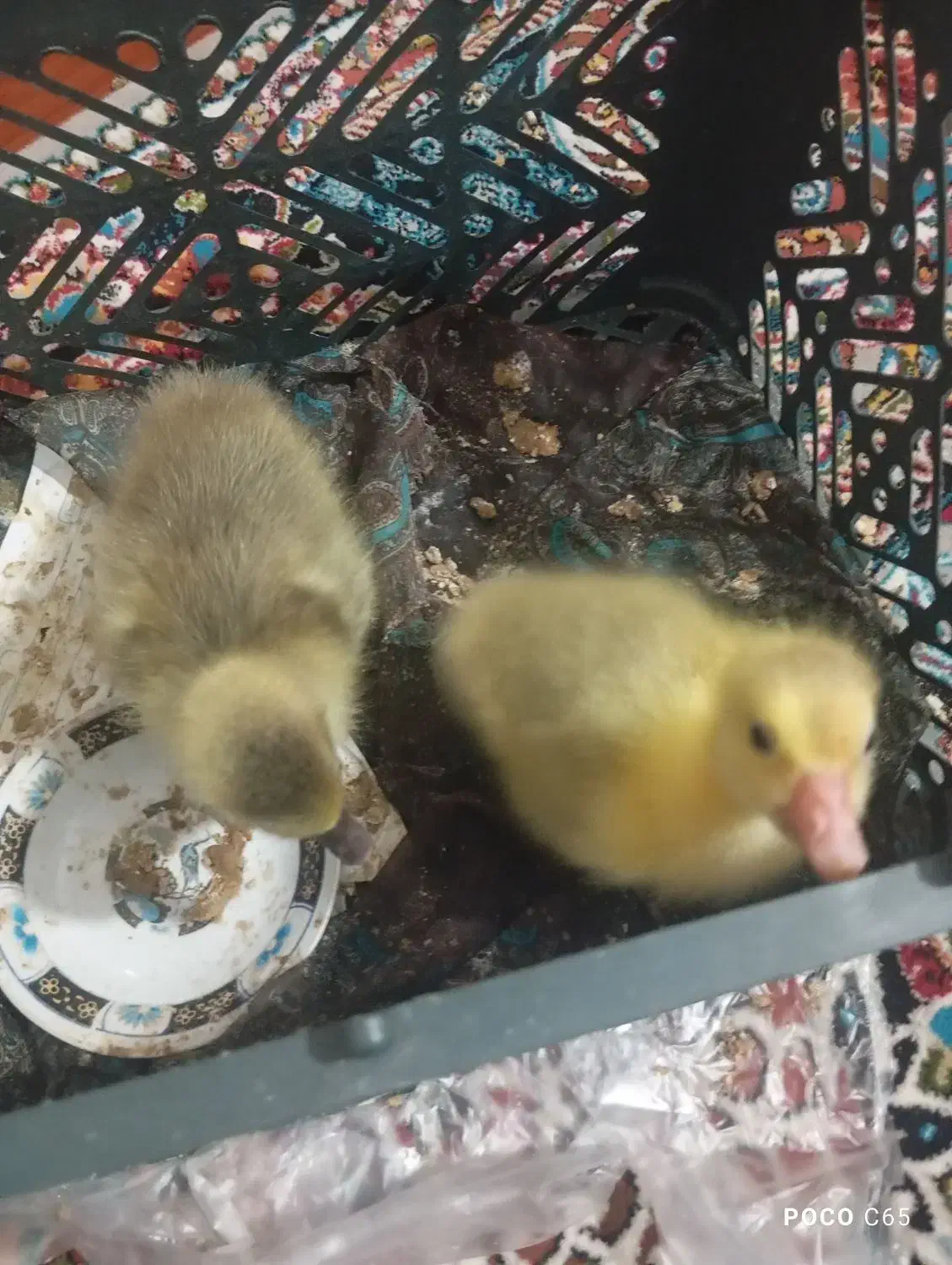 جوجه غاز|حیوانات مزرعه|زهک, |دیوار