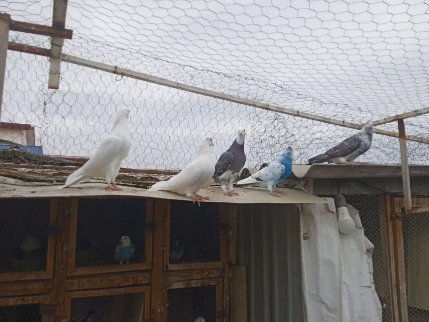 کفتر تیر ماهی|پرنده|نوشهر, |دیوار