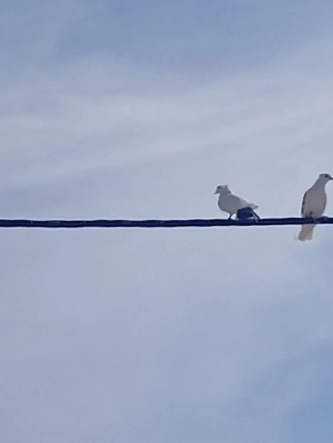 کفتر|پرنده|مهر, |دیوار