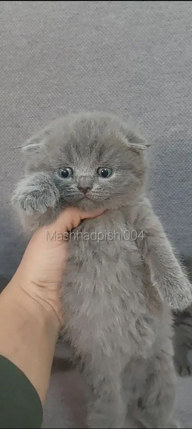 گربه های جذاب|گربه|تهران, مولوی|دیوار