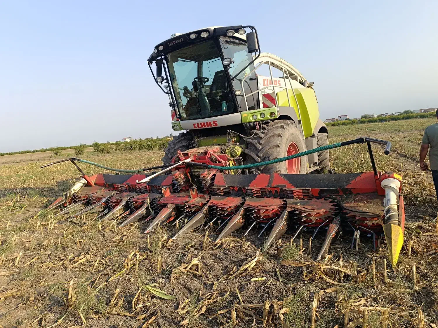 ذرت علوفه ای|عمده‌فروشی|فاضل آباد, |دیوار