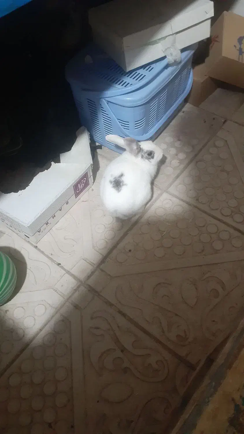 خرگوش|موش و خرگوش|اهر, |دیوار