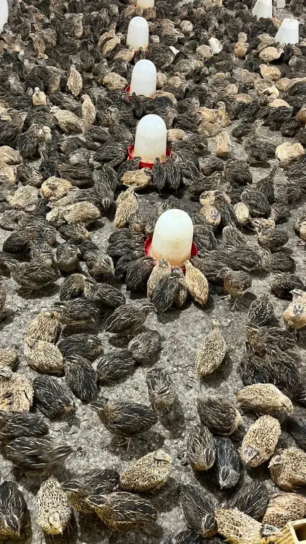 بلدرچین|حیوانات مزرعه|رشت, بیجارپس|دیوار