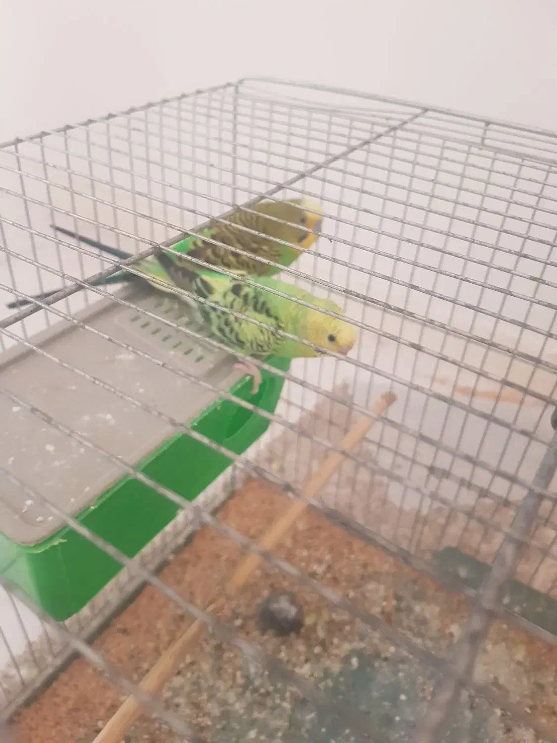 مرغ عشق|پرنده|شوشتر, |دیوار