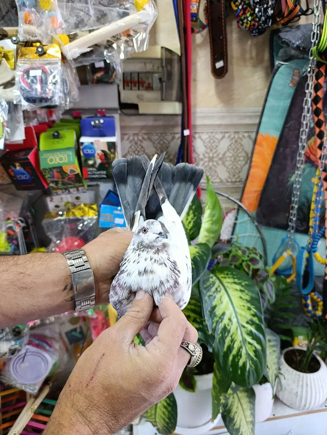 کفتر پرشی خوب|پرنده|شهریار, شهرک وائین|دیوار