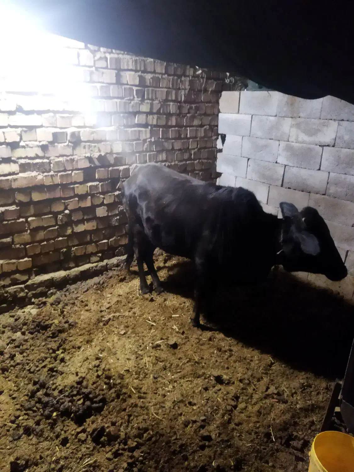 گوساله|حیوانات مزرعه|زرند, |دیوار