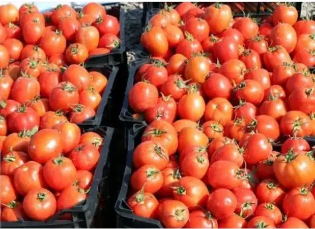 گوجه|حراج|قیدار, |دیوار