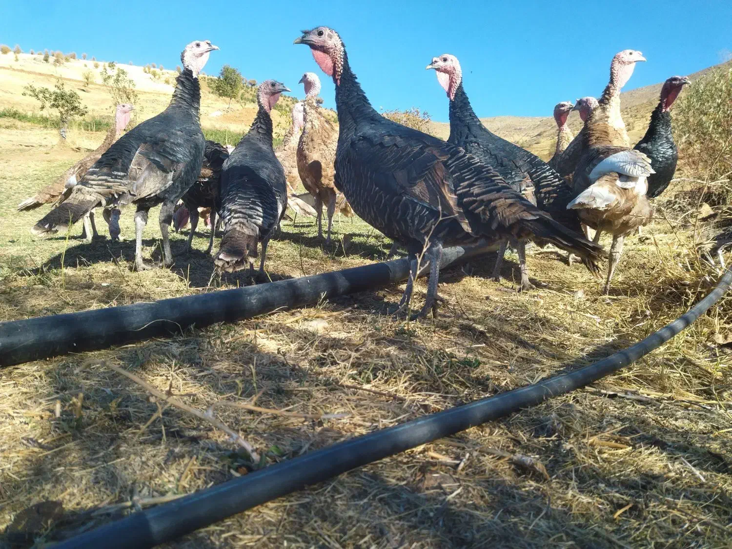 بوقلمون کوردی|حیوانات مزرعه|بانه, |دیوار