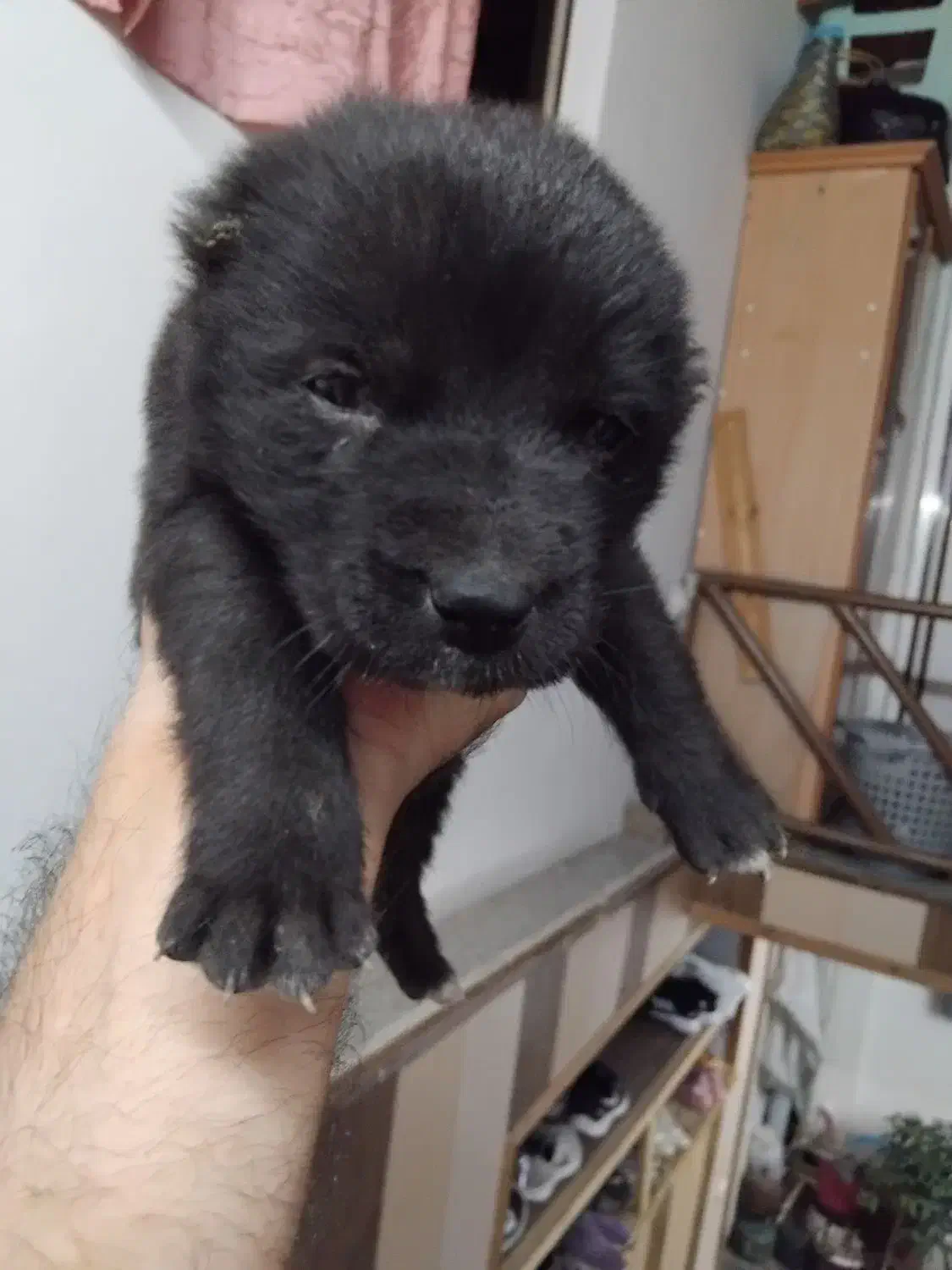 توله. سراب وخراسانی|سگ|آمل, |دیوار