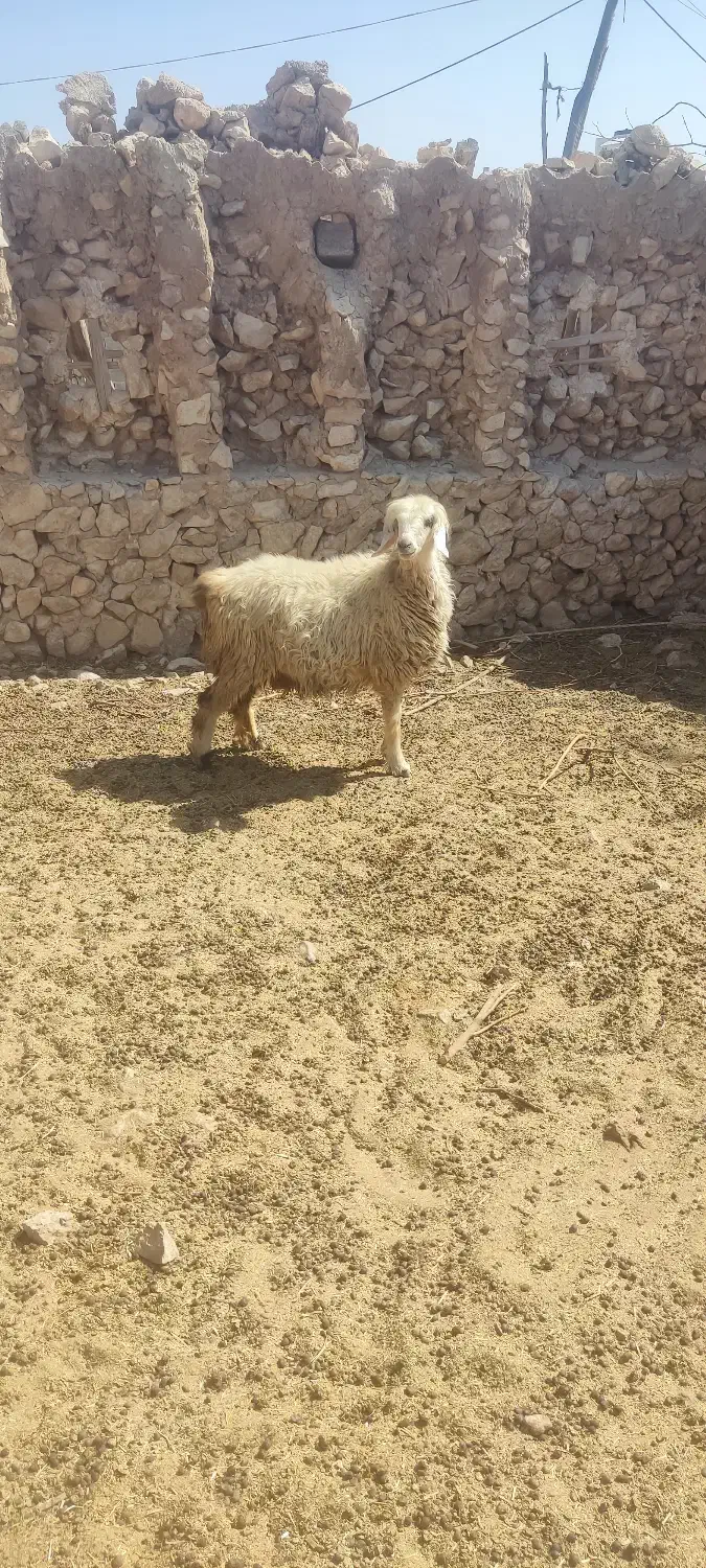 شیشک۲۵ و تیشتر۱۸|حیوانات مزرعه|ارم, |دیوار