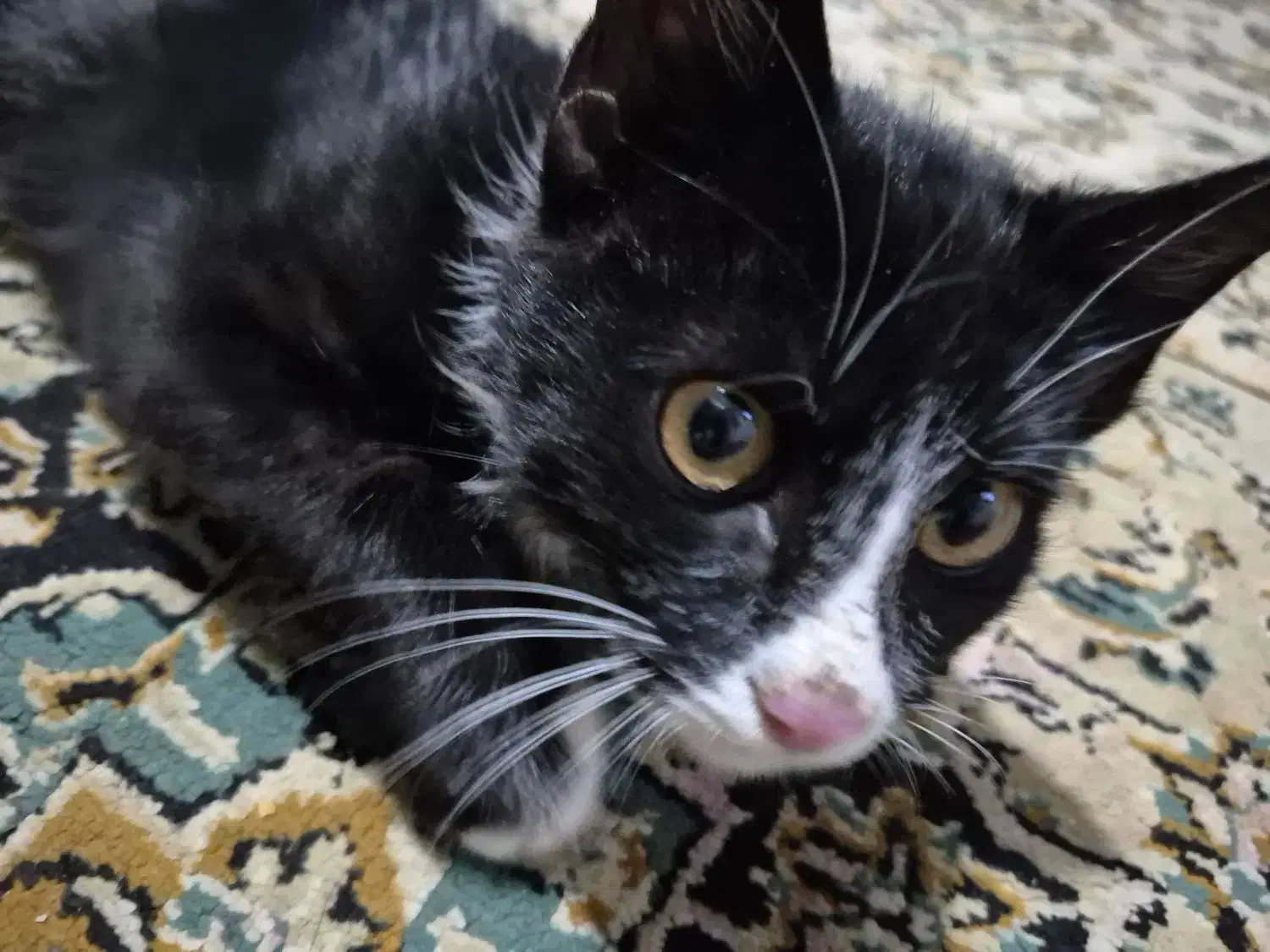 سرپرست مهربون واسه گربه ی خوشگل‌|گربه|کرج, کوی مهر|دیوار