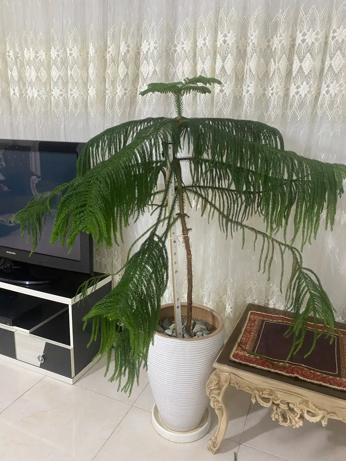 گل و گلدان|گل و گیاه طبیعی|فردیس, شهرک شهید حسینی|دیوار