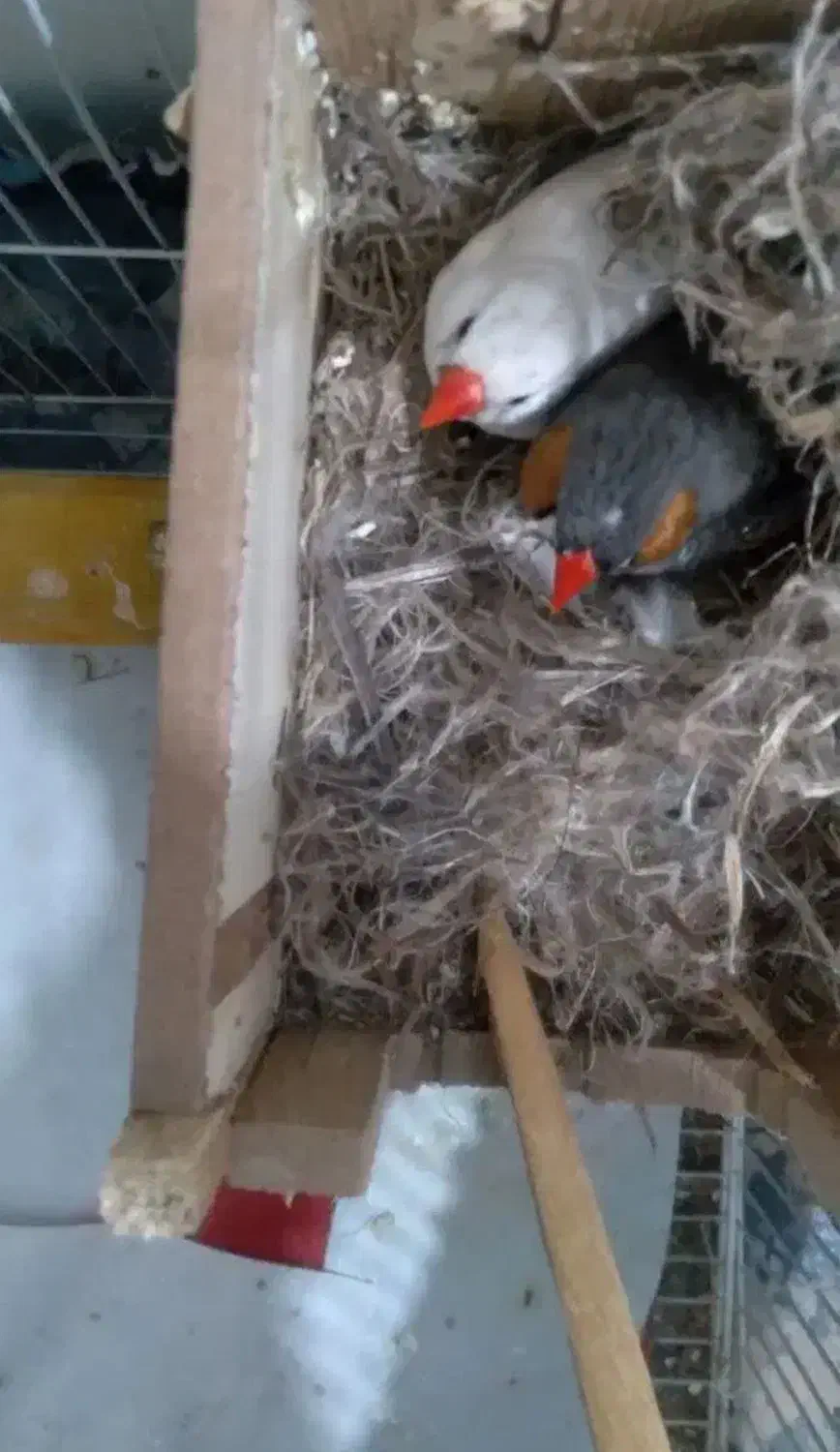 فنچ|پرنده|بندرعباس, |دیوار