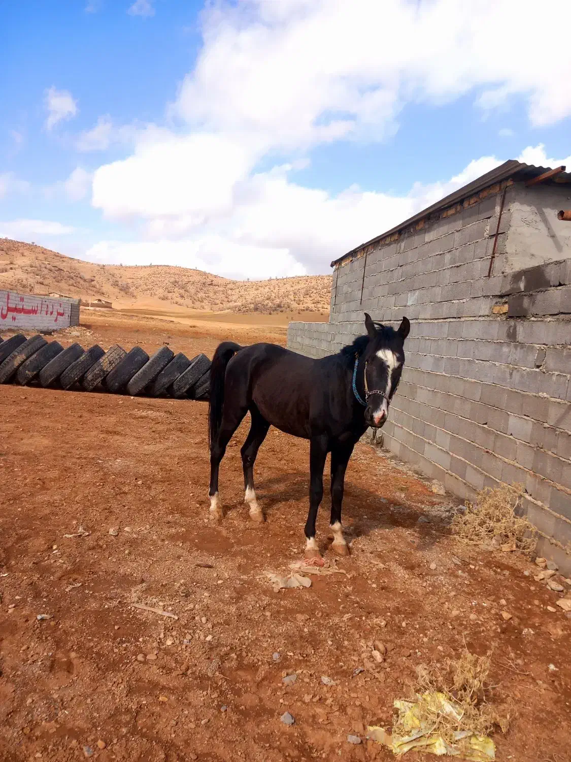 اسب|اسب و تجهیزات اسب‌سواری|لردگان, |دیوار