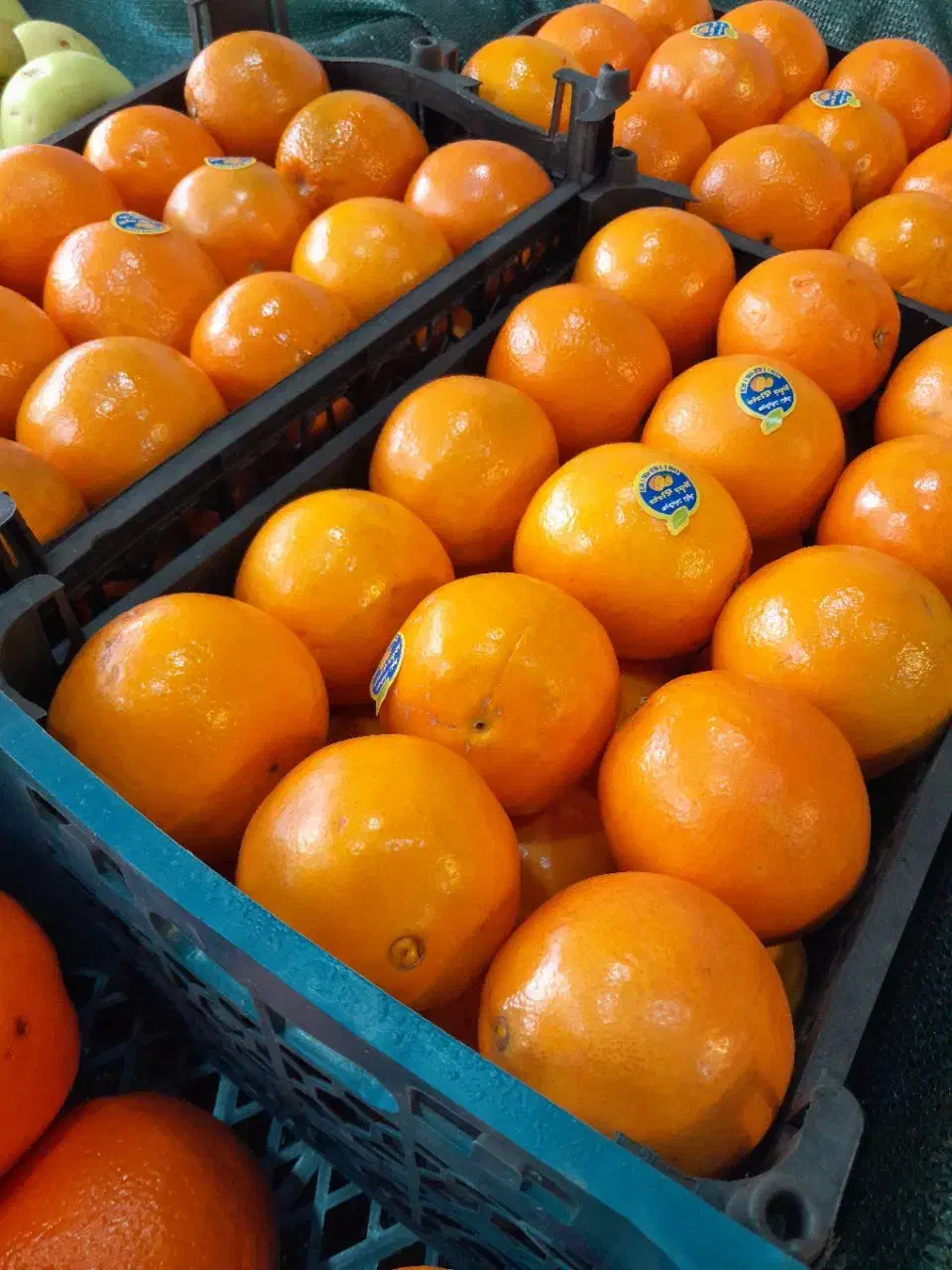 میوه باارسال رایگان در قم|خوردنی و آشامیدنی|قم, ولیعصر|دیوار