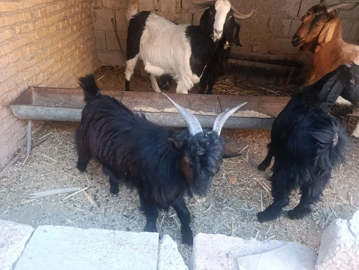 بیگ نر|حیوانات مزرعه|شوشتر, |دیوار