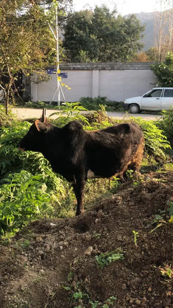 ورزا گوساله نر آس|حیوانات مزرعه|چالوس, |دیوار