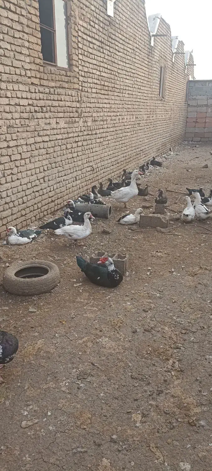 غاز و اردک روسی|حیوانات مزرعه|خوی, |دیوار