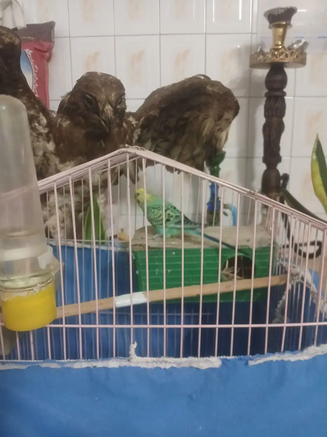 یه عددمرغ عشق|پرنده|گرمسار, |دیوار