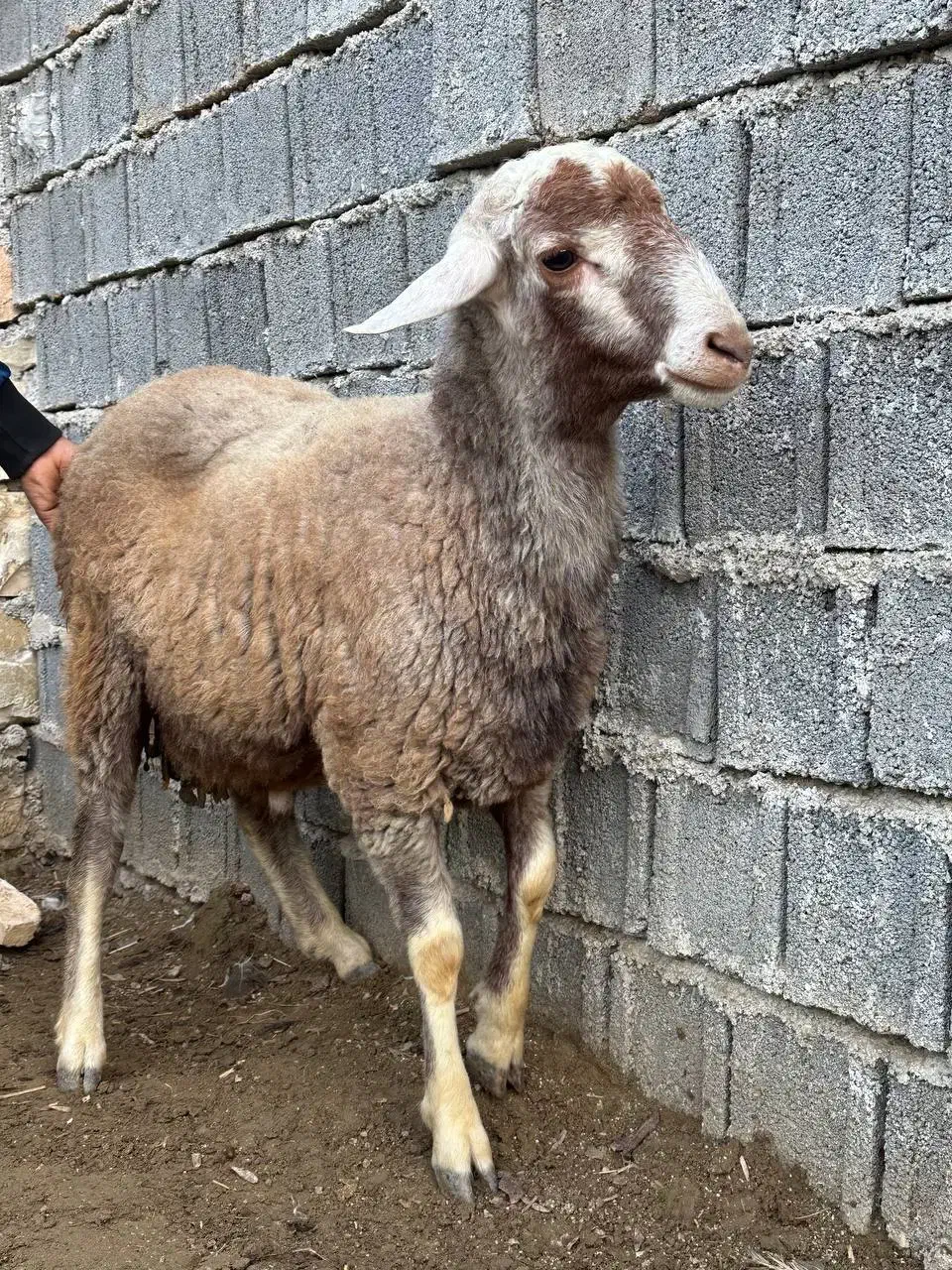 گوشت تازه بره نر|حیوانات مزرعه|بهشهر, |دیوار