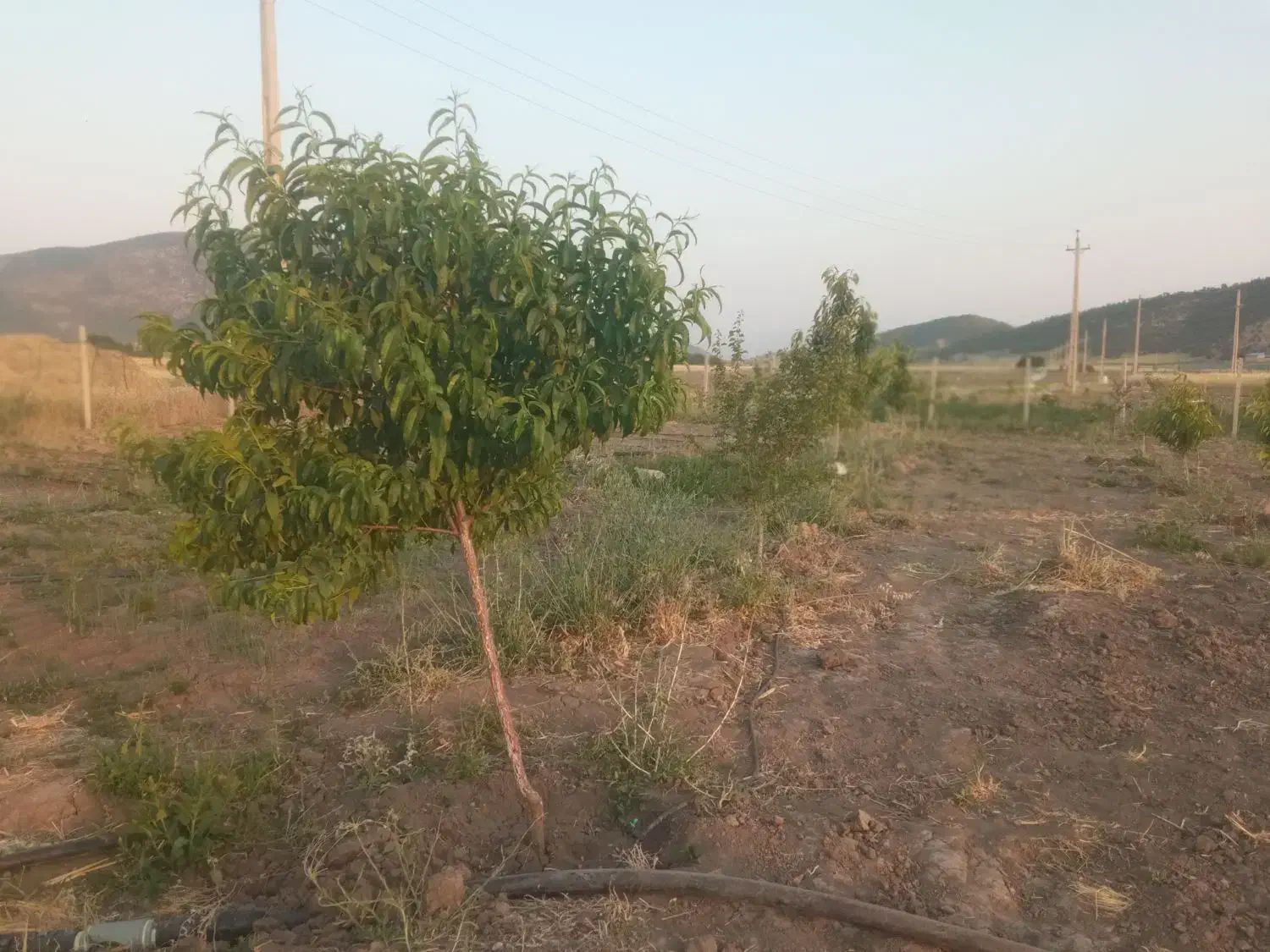 دشت بیلو. منطقه آزاد|فروش خانه و ویلا|خاو و میرآباد, |دیوار