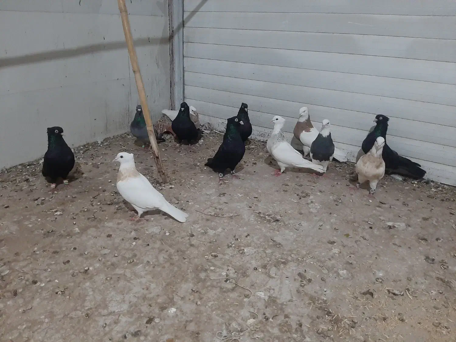 کبوتر|پرنده|سرپل ذهاب, |دیوار