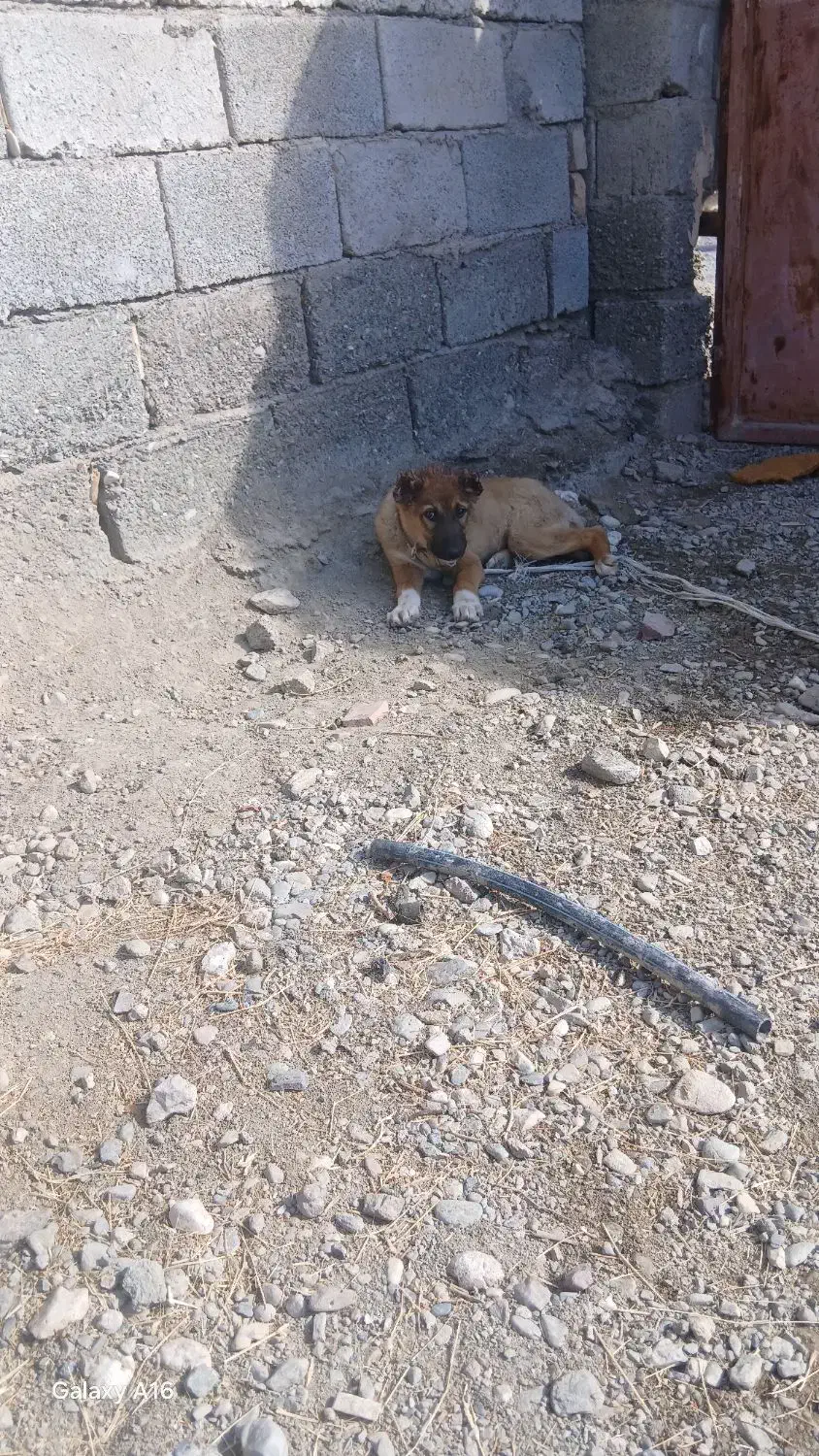 سرابی|سگ|فاریاب, |دیوار