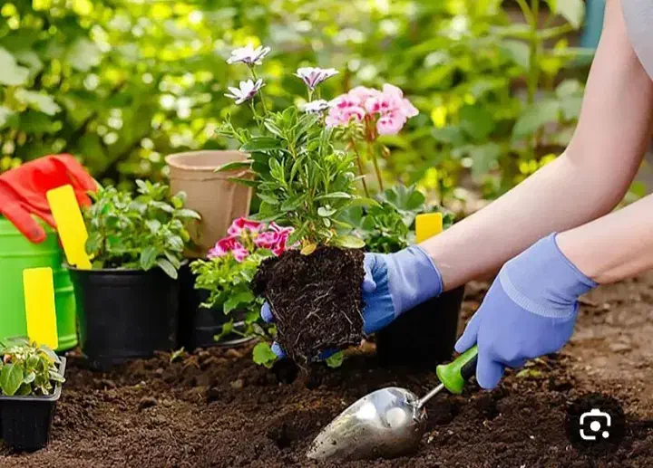 باغبانی|خدمات باغبانی و درختکاری|نوشهر, |دیوار