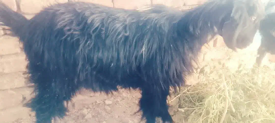 یک عدد ماده جهت مالداری|حیوانات مزرعه|خاش, |دیوار