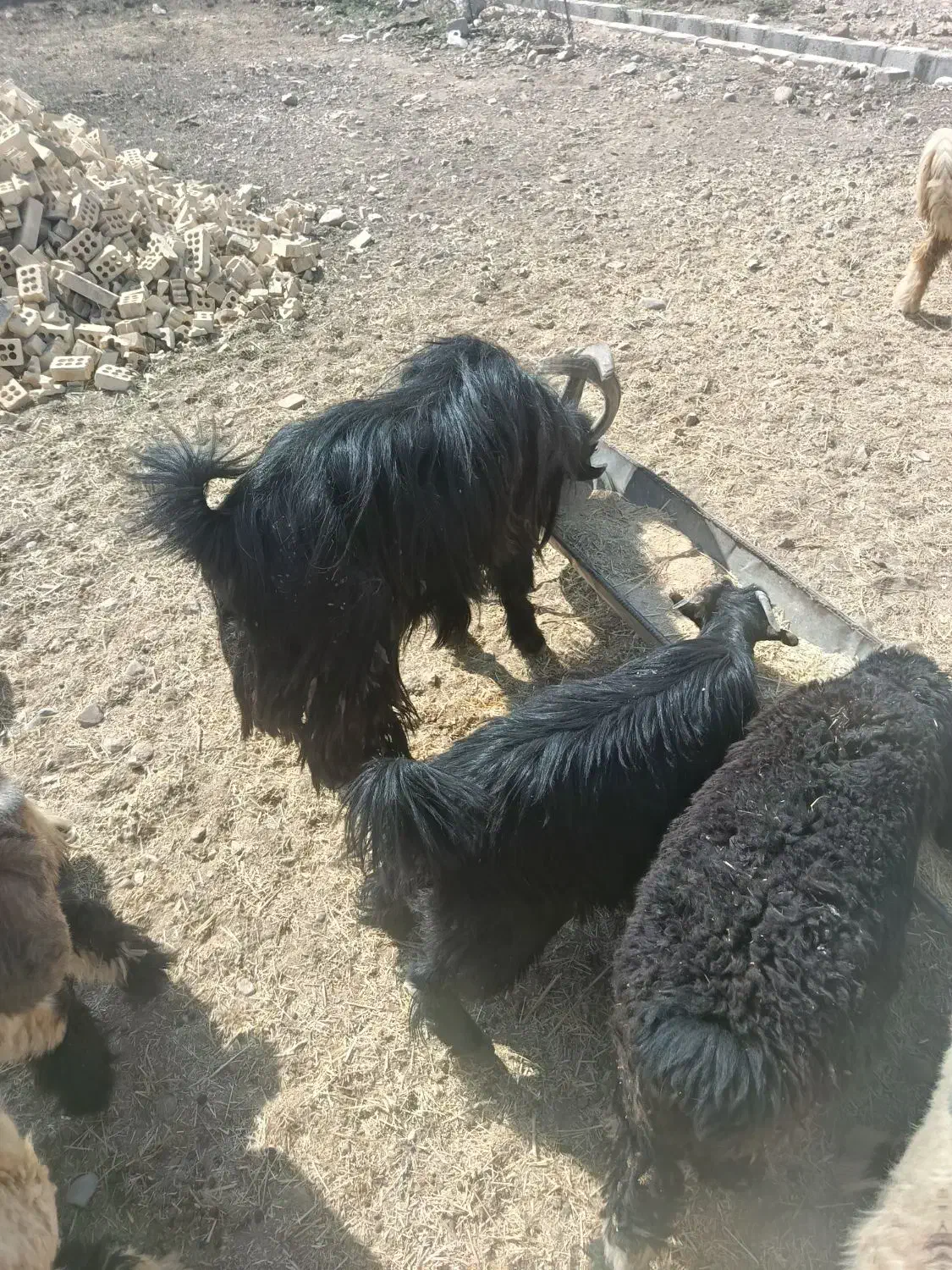 بیگ نر فروشی|حیوانات مزرعه|لالی, |دیوار