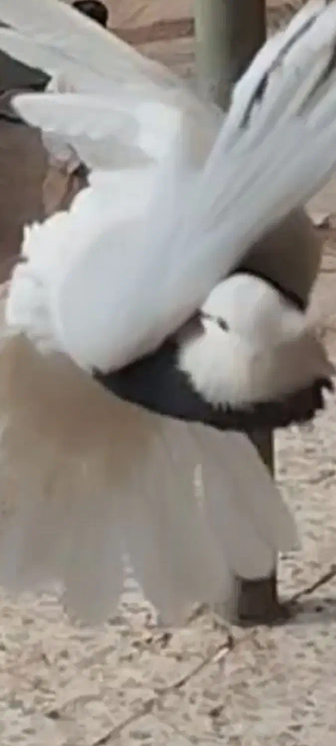 ۲کبوتر گمشده|حیوانات|ابریشم, |دیوار