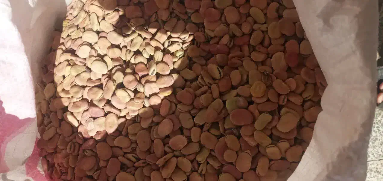 باقلهشاخبزیبوجاریشدهکیلویی۱۰۰|خوردنی و آشامیدنی|چگنی, |دیوار