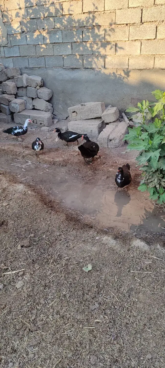 اردک روسی|حیوانات مزرعه|حمیدیه, |دیوار