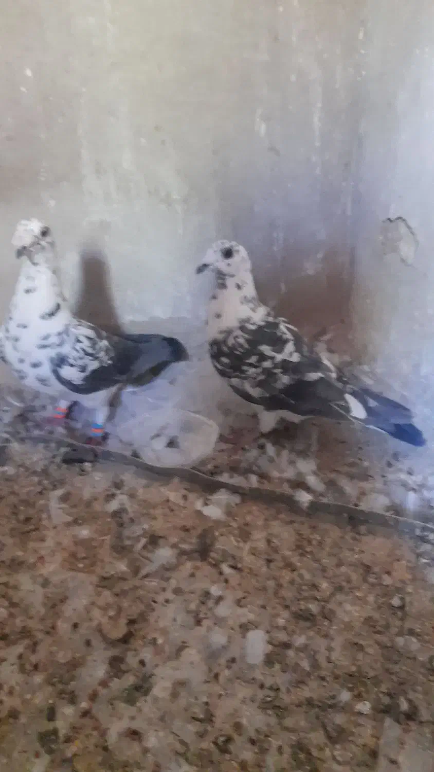 کبوتر گلی سینه سفید نر|پرنده|شیراز, فرگاز|دیوار