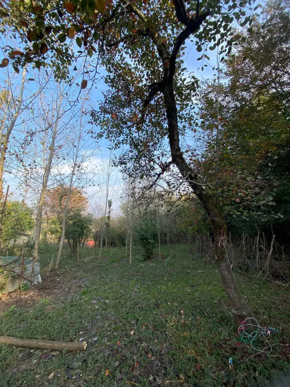 زمین شهربیجار کوکنه بهترین ویو|فروش زمین و ملک کلنگی|رشت, دباغیان|دیوار