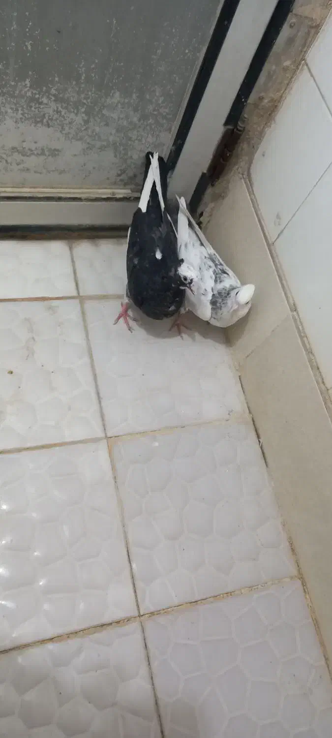 کاکلی ...|پرنده|کرمانشاه, |دیوار