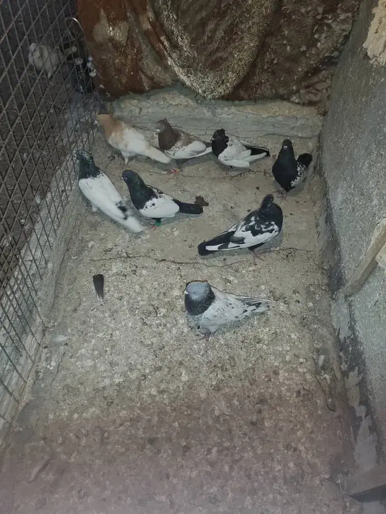 سینه کله|پرنده|مشهد, نوید|دیوار