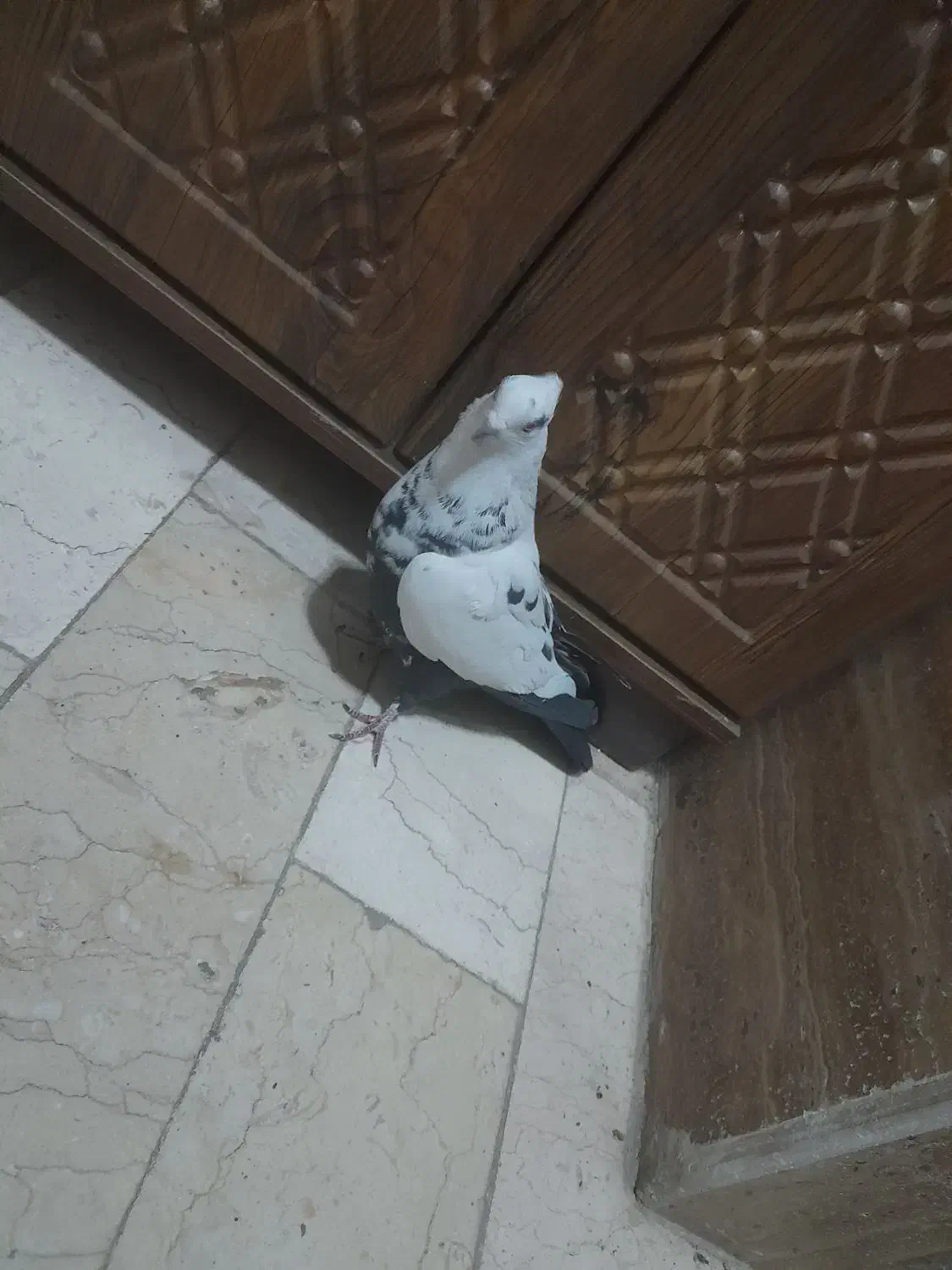 کبوتر دمبی ماده پرشی|پرنده|قم, زنبیل آباد|دیوار