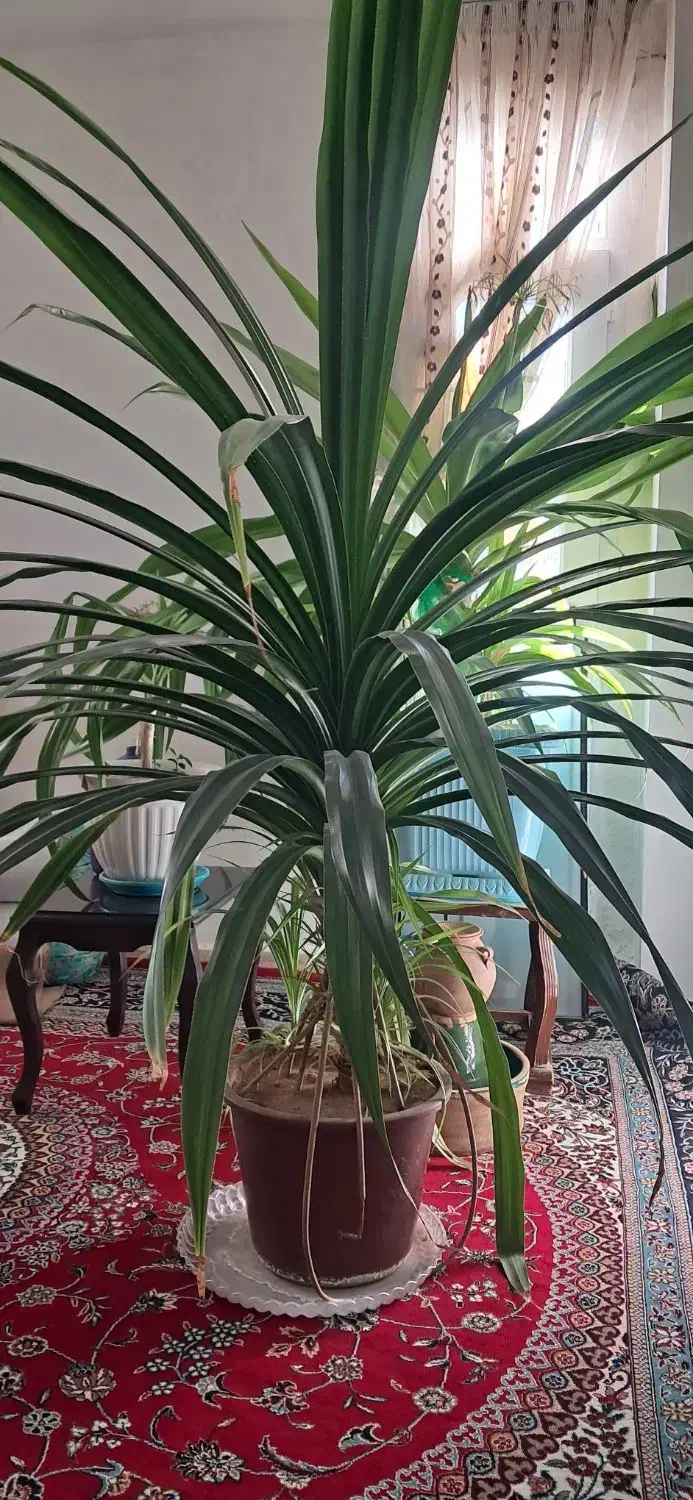 گل چتری|گل و گیاه طبیعی|ملایر, |دیوار