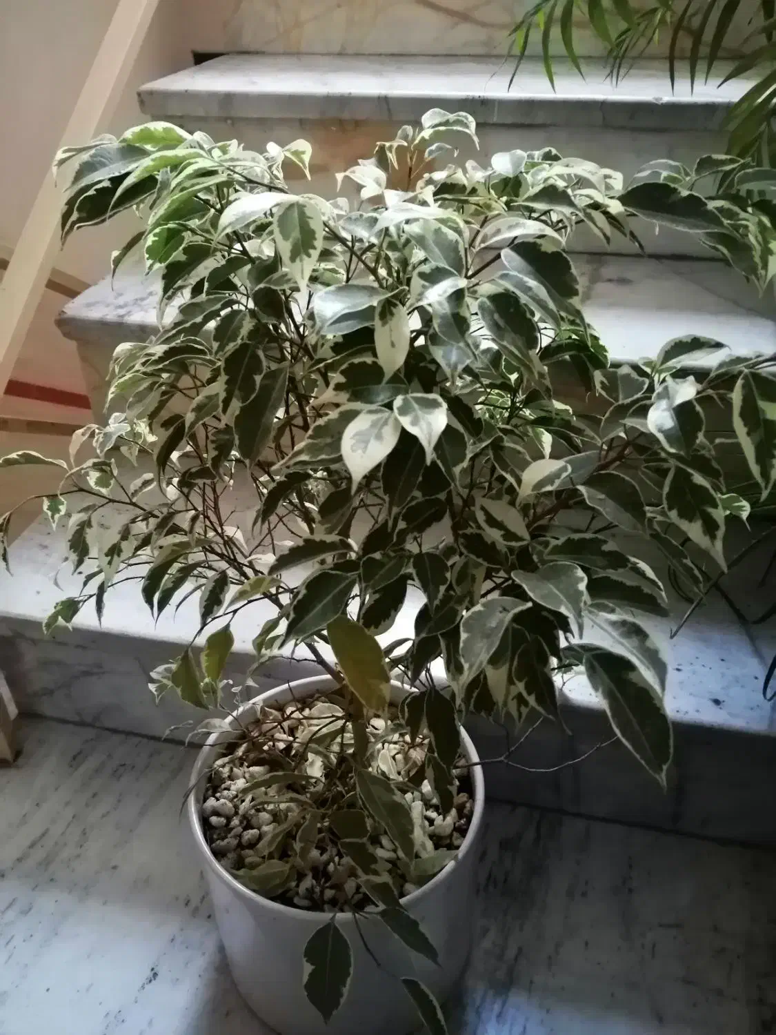 گیاه بنجامین ابلق|گل و گیاه طبیعی|شهریار, شهریار|دیوار