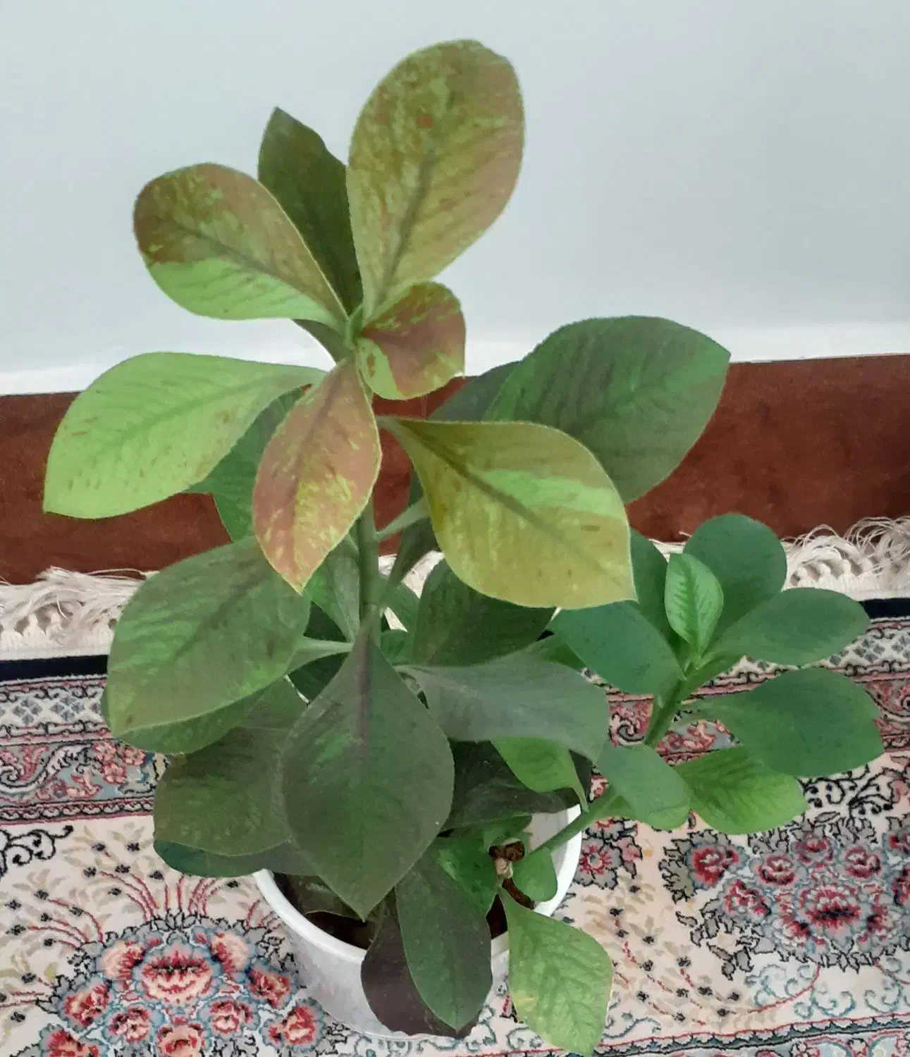 گل طبیعی|گل و گیاه طبیعی|دهلران, |دیوار